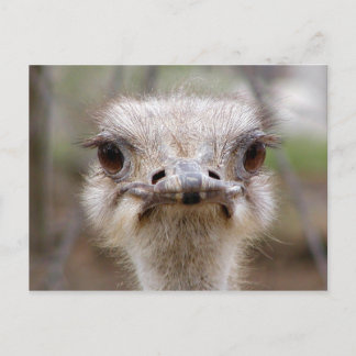 Ostrich face postcard