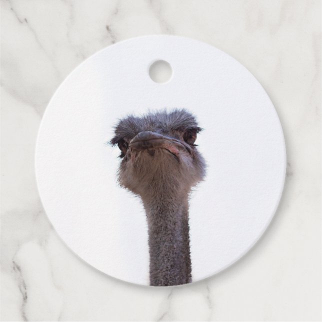 ostrich favour tags (Front)