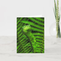 Ostrich Fern @ Stenton House Museum & Garden
