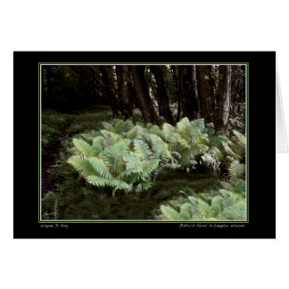 Ostrich Ferns in Langdon Woods