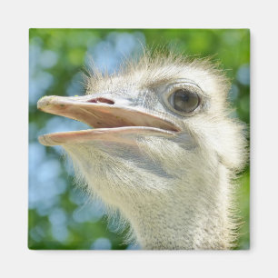 Ostrich Funny Portrait Photo Magnet