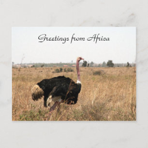 ostrich greetings postcard