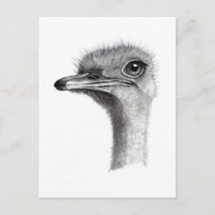 OSTRICH HEAD IN PENCIL: ART: REALISM POSTCARD