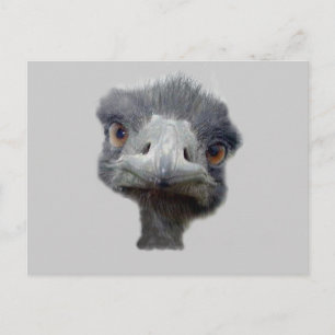 Ostrich head postcard