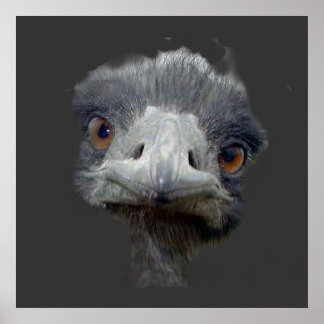 Ostrich head poster