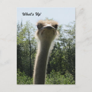 Ostrich Head Shot Postcard