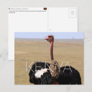 Ostrich in Masai Mara, Kenya Travel Postcard
