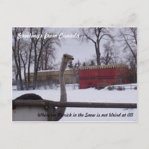 Ostrich in the Snow Postcard
