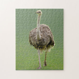 Ostrich Jigsaw Puzzle