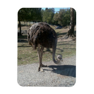 Ostrich Magnet