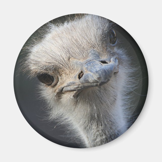 Ostrich Magnet (Front)