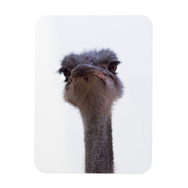 ostrich magnet (Vertical)