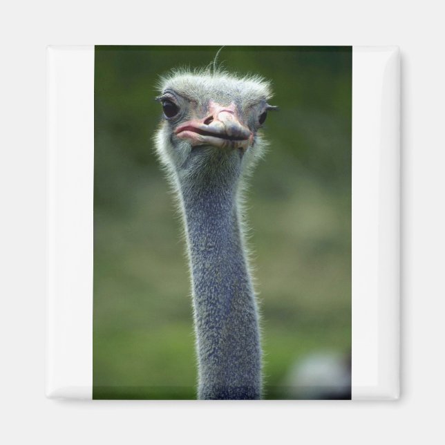 Ostrich Magnet (Front)