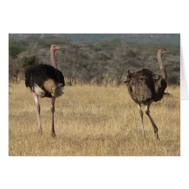 Ostrich male & female (Front Horizontal)