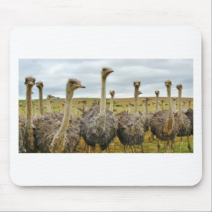ostrich mouse mat