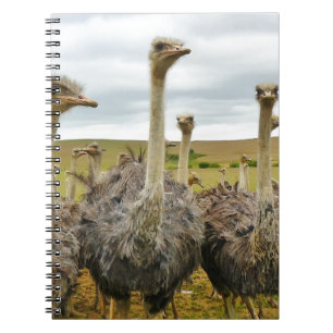 ostrich notebook
