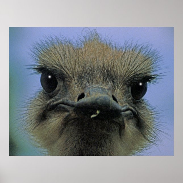 Ostrich or Emu with  "issues"! Poster (Front)