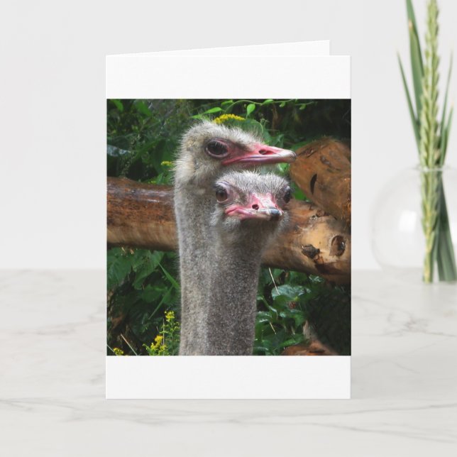 Ostrich Pair Card (Front)