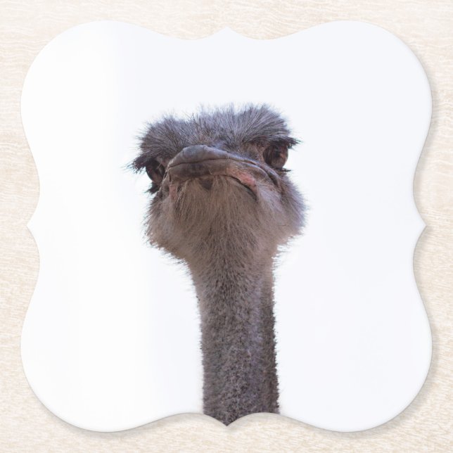ostrich paper coaster (Front)