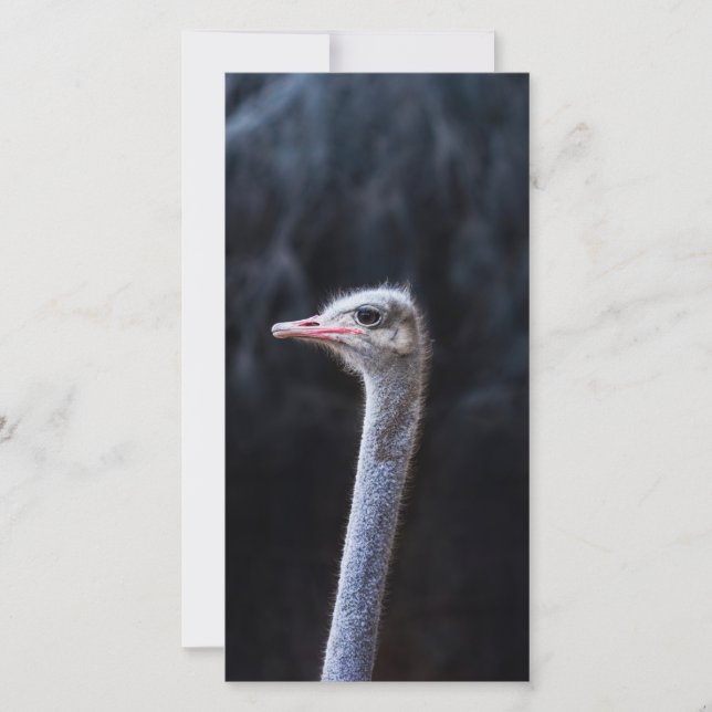 Ostrich Photography (Front)