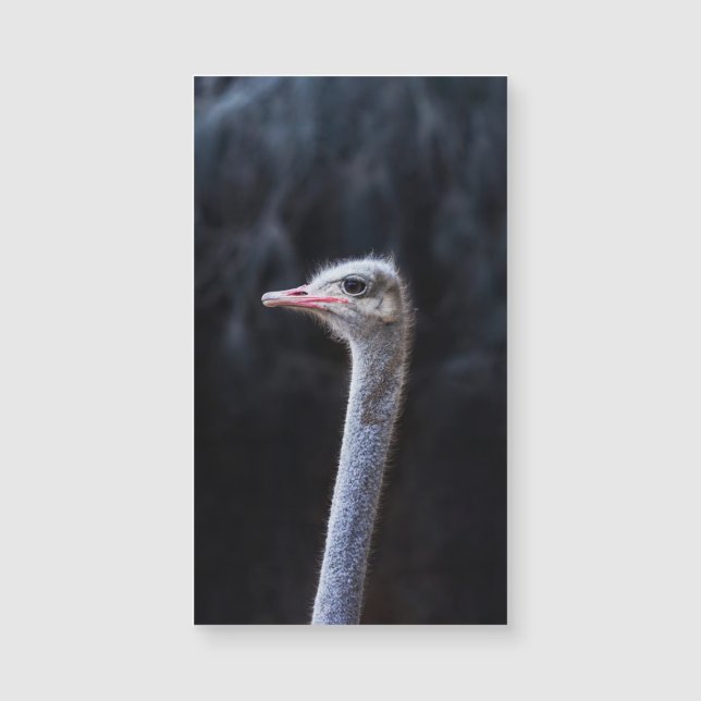 Ostrich Photography (Front)