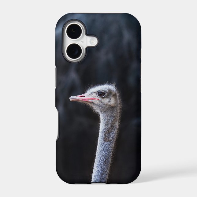 Ostrich Photography (Back)