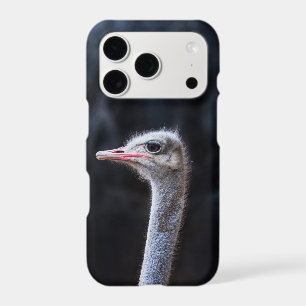 Ostrich Photography