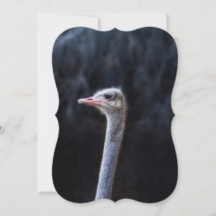 Ostrich Photography