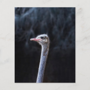 Ostrich Photography