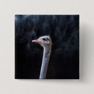 Ostrich Photography 15 Cm Square Badge