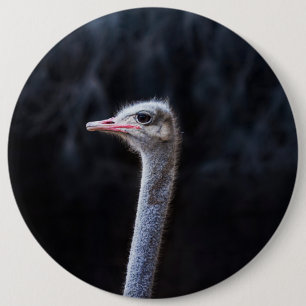 Ostrich Photography 6 Cm Round Badge