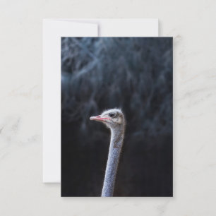 Ostrich Photography Card