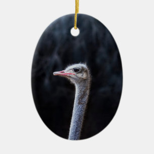 Ostrich Photography Ceramic Tree Decoration