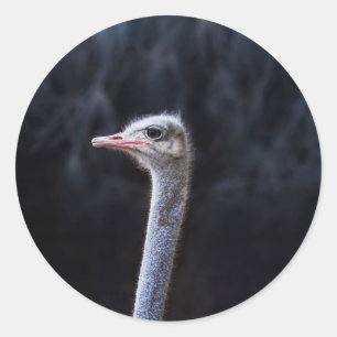 Ostrich Photography Classic Round Sticker