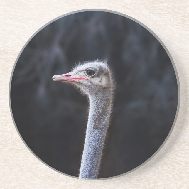 Ostrich Photography Coaster (Front)