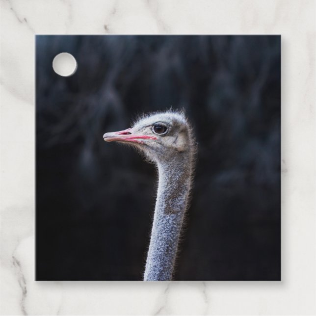 Ostrich Photography Favour Tags (Front)