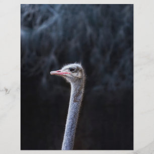 Ostrich Photography Flyer