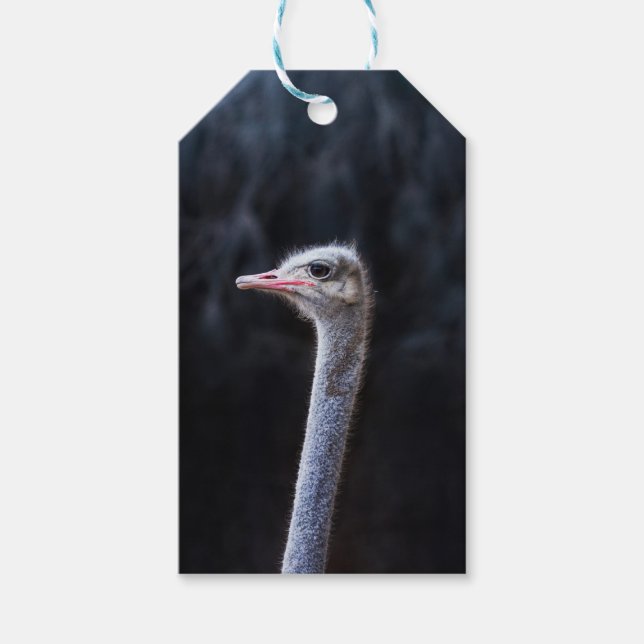 Ostrich Photography Gift Tags (Front)