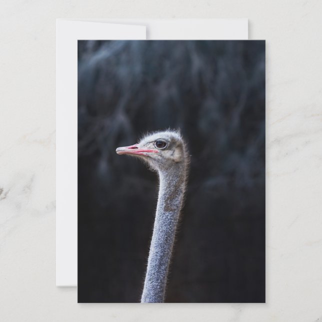 Ostrich Photography Invitation (Front)