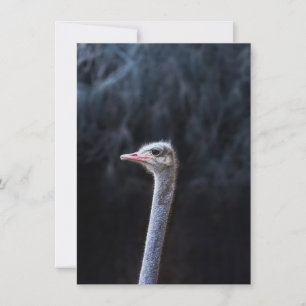 Ostrich Photography Invitation