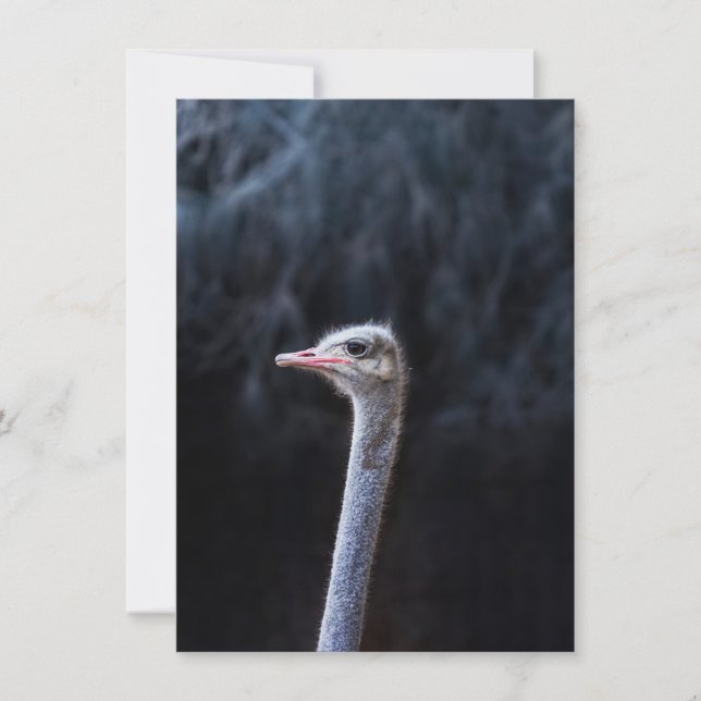Ostrich Photography Invitation (Front)