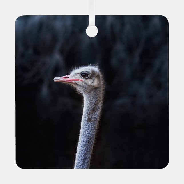 Ostrich Photography Metal Tree Decoration (Front)