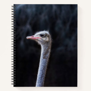 Ostrich Photography Notebook