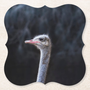 Ostrich Photography Paper Coaster