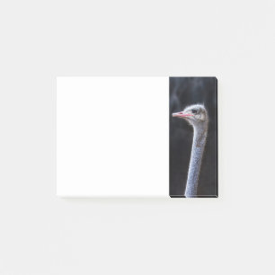 Ostrich Photography Post-it Notes