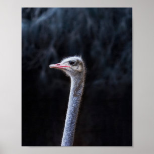 Ostrich Photography Poster