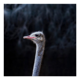 Ostrich Photography Poster