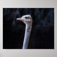 Ostrich Photography