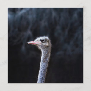 Ostrich Photography Programme