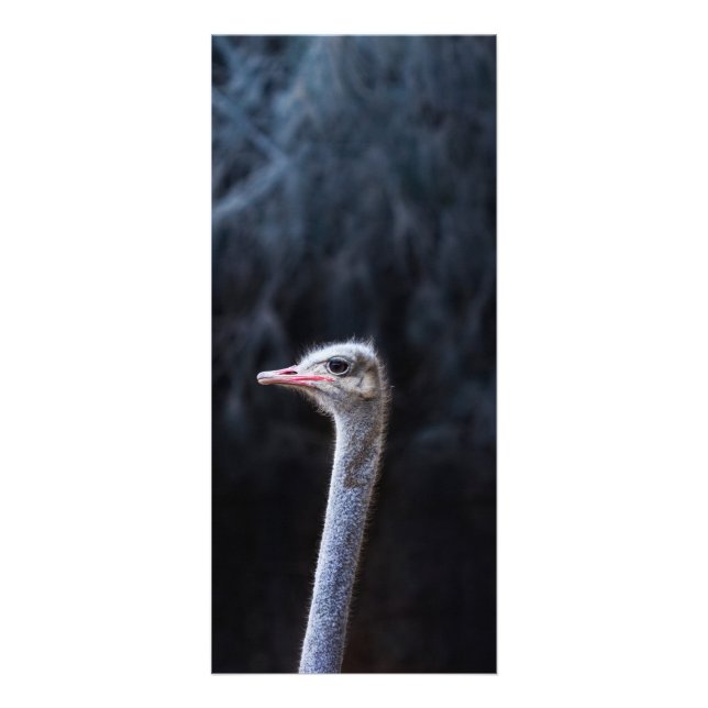 Ostrich Photography Rack Card (Front)